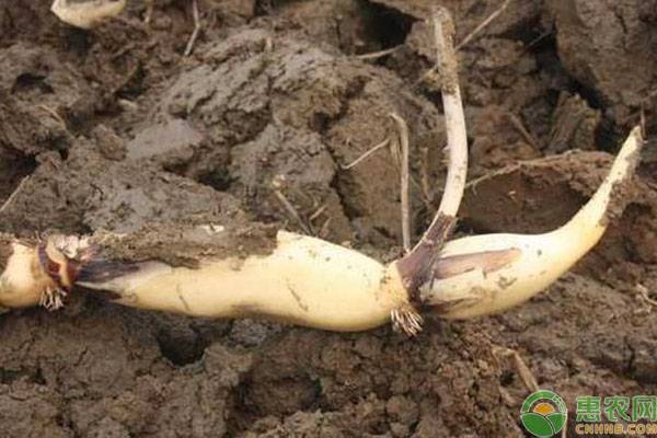 莲藕几月份种植最好（莲藕的最佳种植时间推荐）