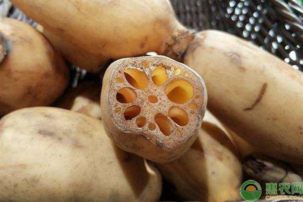 莲藕几月份种植最好（莲藕的最佳种植时间推荐）