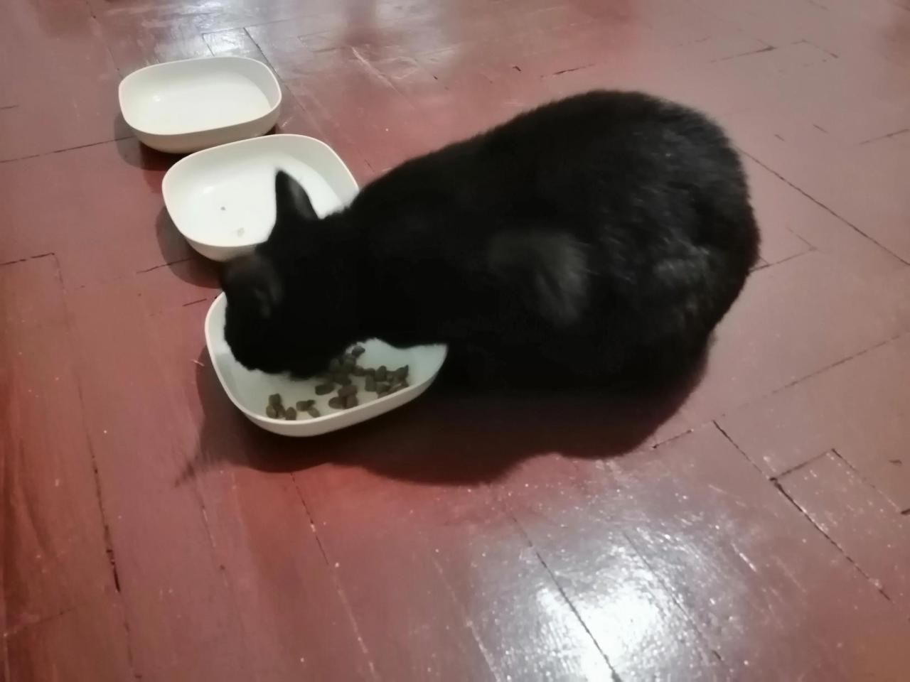 铲屎官是啥意思（为什么养宠物的人被称作铲屎官）