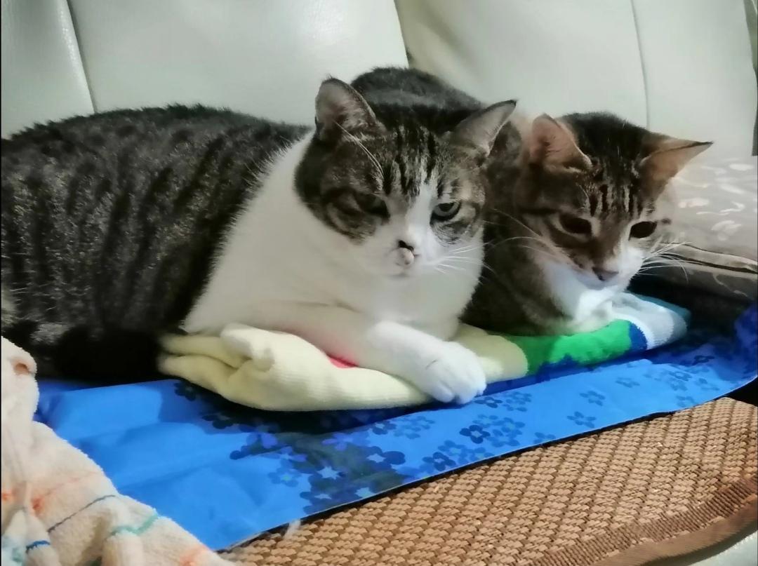 铲屎官是啥意思（为什么养宠物的人被称作铲屎官）