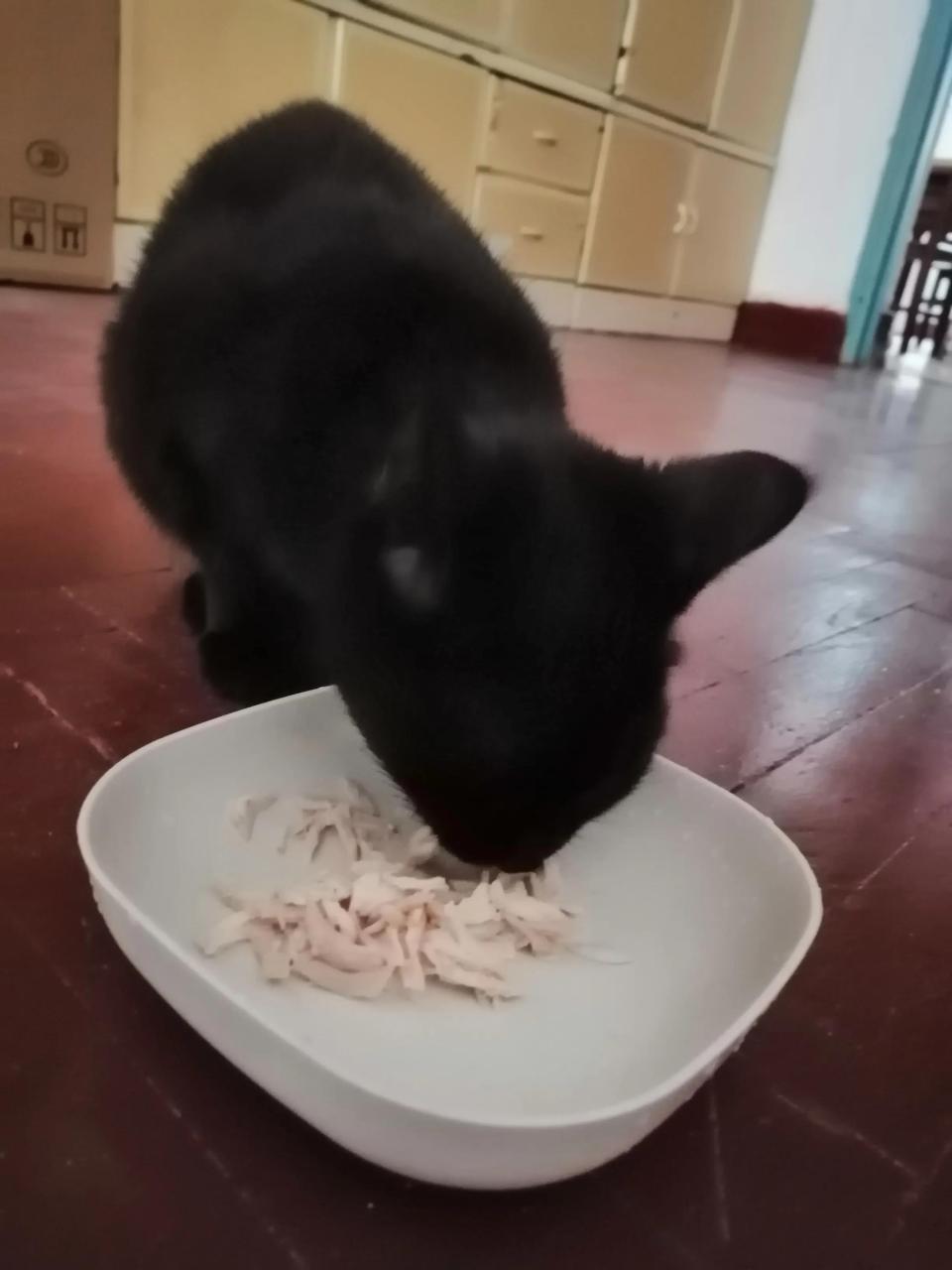 铲屎官是啥意思（为什么养宠物的人被称作铲屎官）