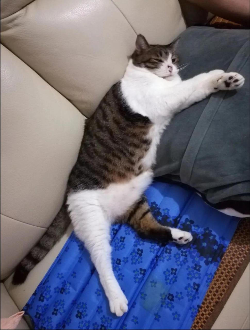 铲屎官是啥意思（为什么养宠物的人被称作铲屎官）