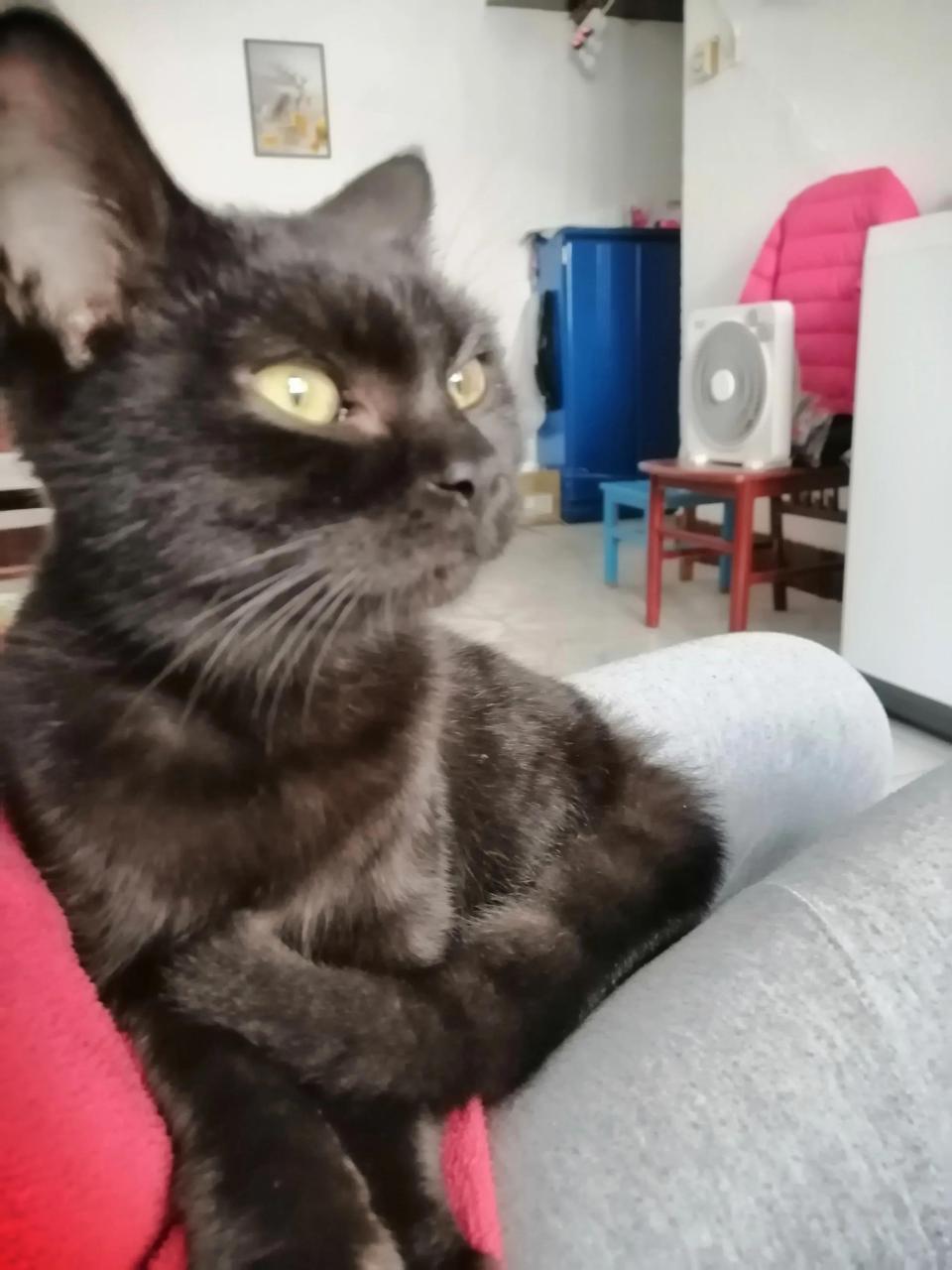 铲屎官是啥意思（为什么养宠物的人被称作铲屎官）