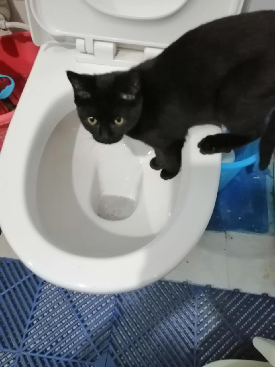 铲屎官是啥意思（为什么养宠物的人被称作铲屎官）