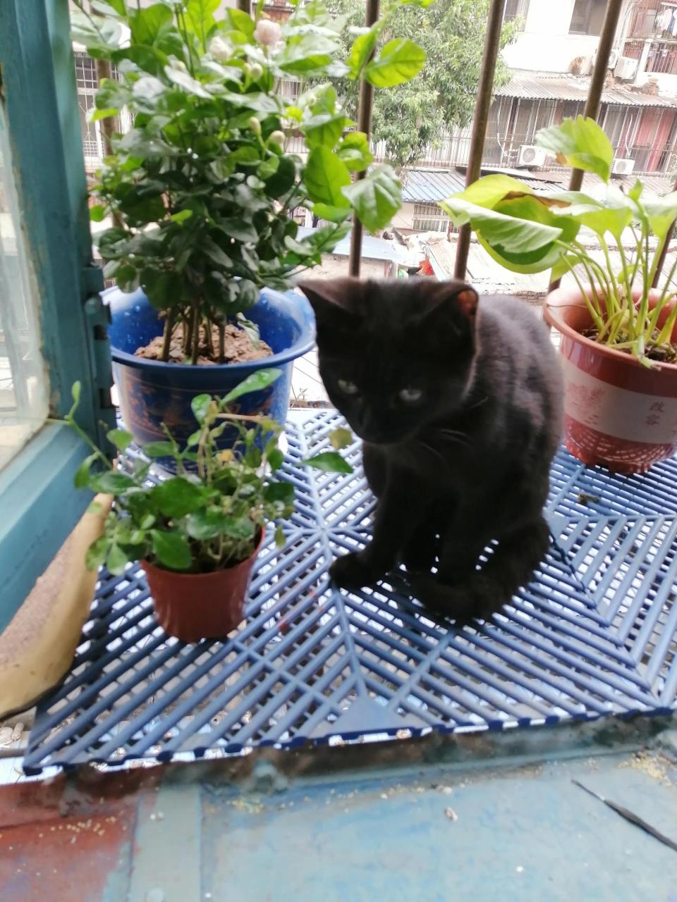 铲屎官是啥意思（为什么养宠物的人被称作铲屎官）