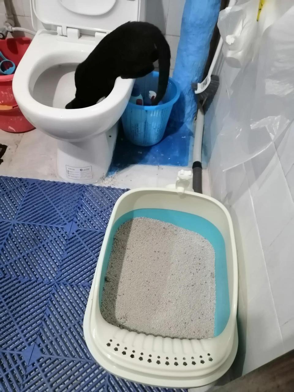 铲屎官是啥意思（为什么养宠物的人被称作铲屎官）