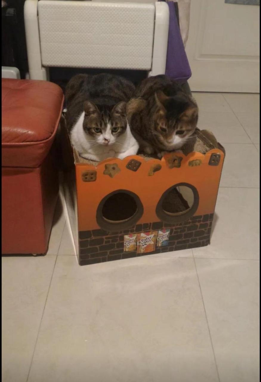 铲屎官是啥意思（为什么养宠物的人被称作铲屎官）