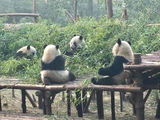 成都旅游攻略必去的10大景点（成都旅游必打卡的景点）(5)