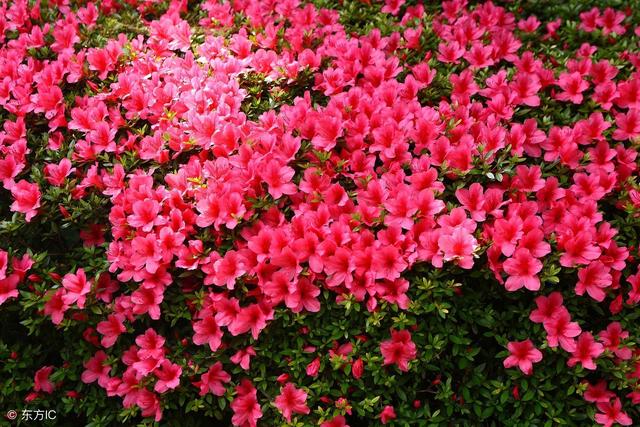 关于杜鹃花的诗句大全（杜鹃花诗好美）(4)