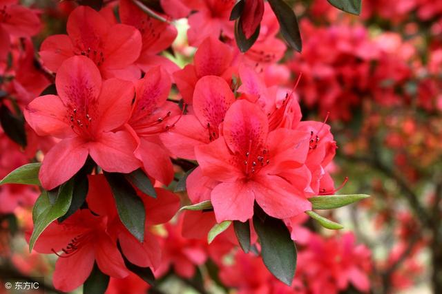 关于杜鹃花的诗句大全（杜鹃花诗好美）(1)