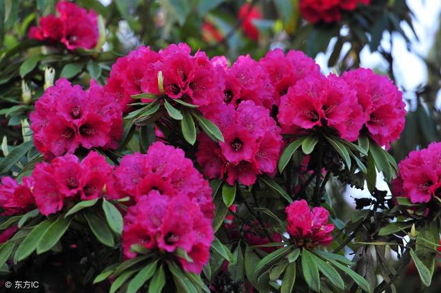 关于杜鹃花的诗句大全（杜鹃花诗好美）(2)