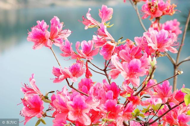 关于杜鹃花的诗句大全（杜鹃花诗好美）(3)