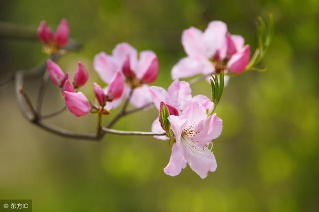 关于杜鹃花的诗句大全（杜鹃花诗好美）(7)