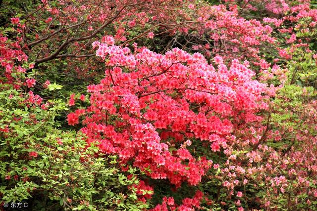 关于杜鹃花的诗句大全（杜鹃花诗好美）(5)