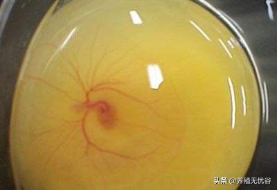 受精蛋和未受精的普通蛋有啥区别?能吃吗?