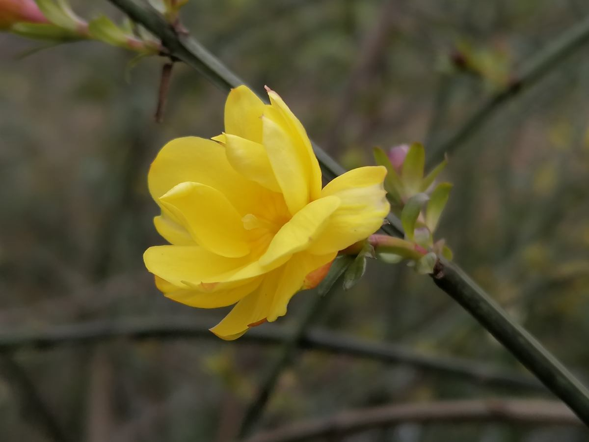 迎春花寓意(中国人骨子里风俗文化有一种特别的情感)