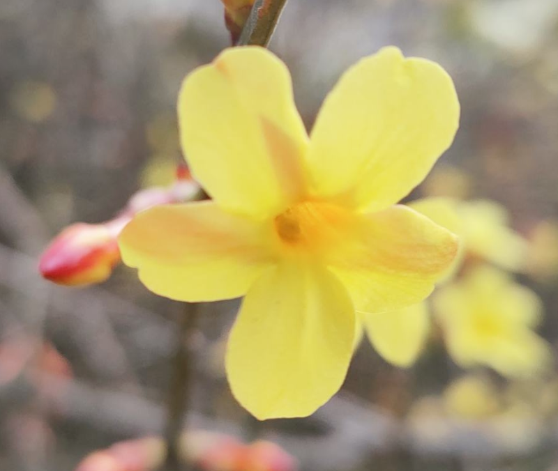 迎春花寓意(中国人骨子里风俗文化有一种特别的情感)