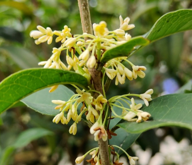 迎春花寓意(中国人骨子里风俗文化有一种特别的情感)