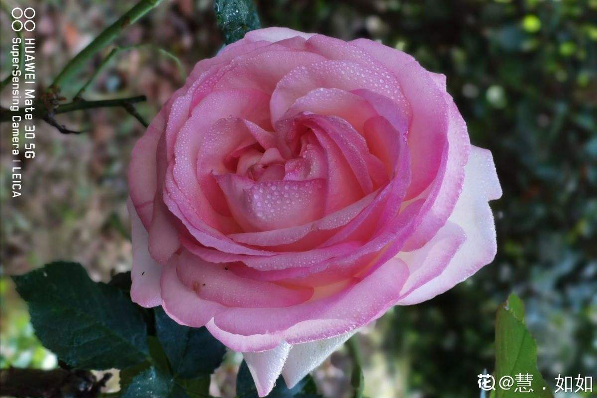 迎春花寓意(中国人骨子里风俗文化有一种特别的情感)