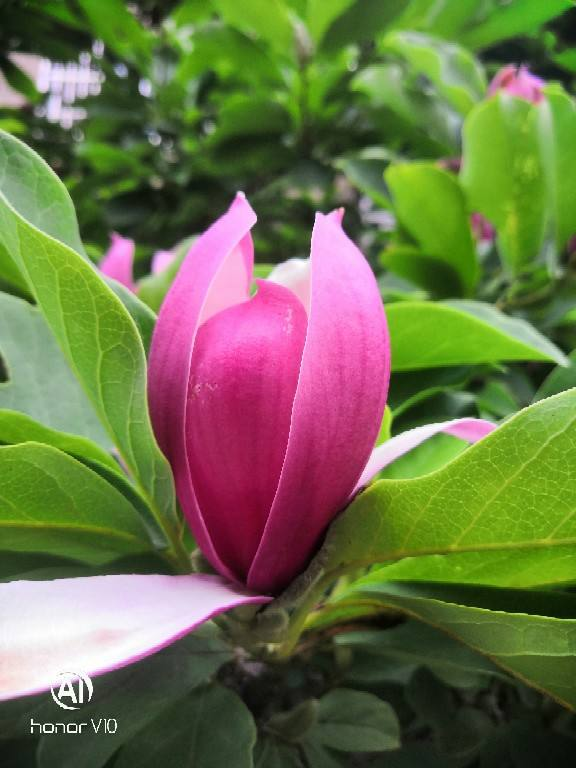 迎春花寓意(中国人骨子里风俗文化有一种特别的情感)