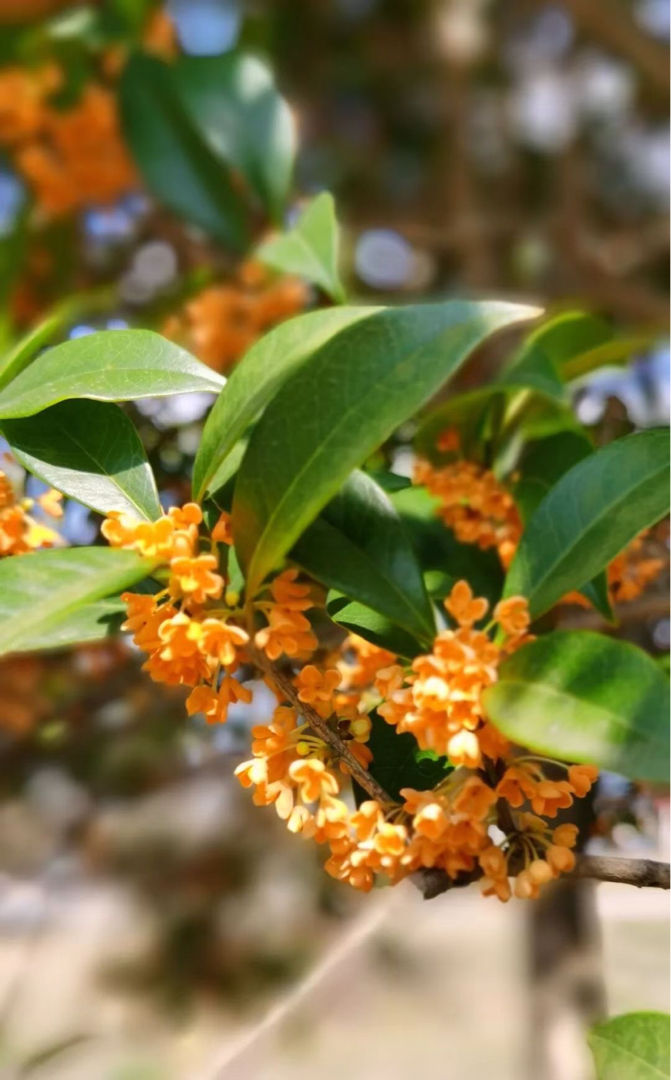 迎春花寓意(中国人骨子里风俗文化有一种特别的情感)