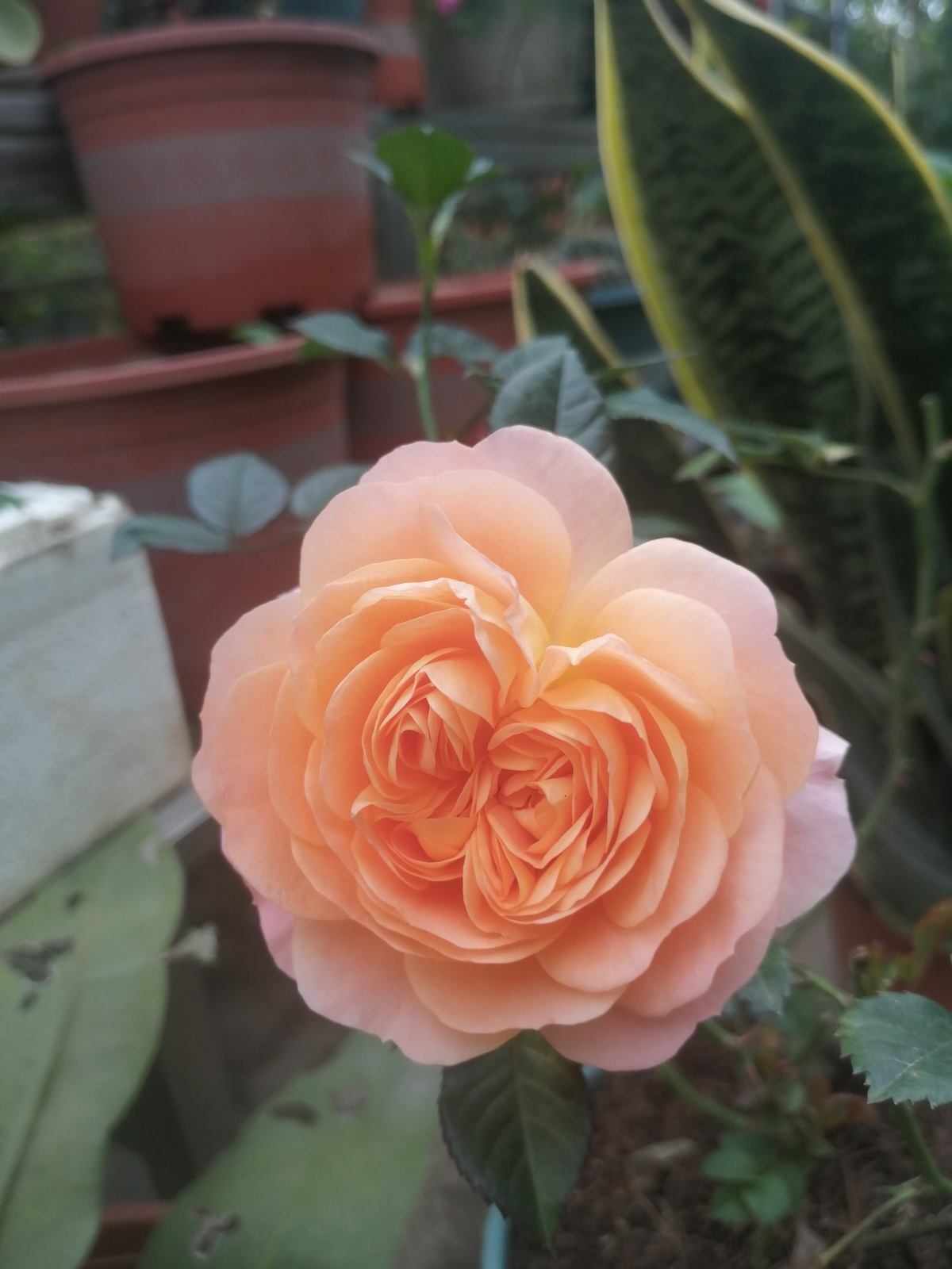 迎春花寓意(中国人骨子里风俗文化有一种特别的情感)