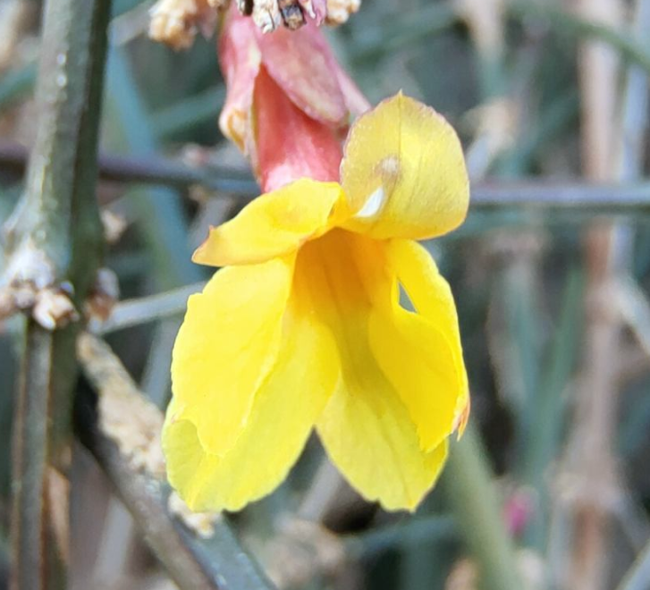 迎春花寓意(中国人骨子里风俗文化有一种特别的情感)