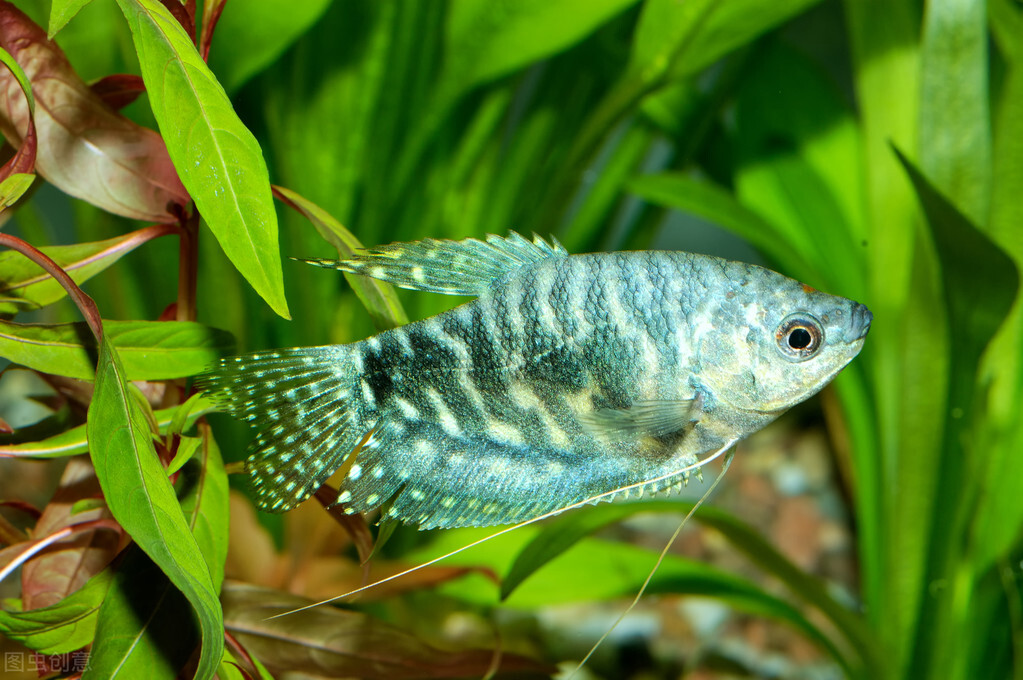 鱼的白点病会自愈吗(快速治疗观赏鱼的白点病)