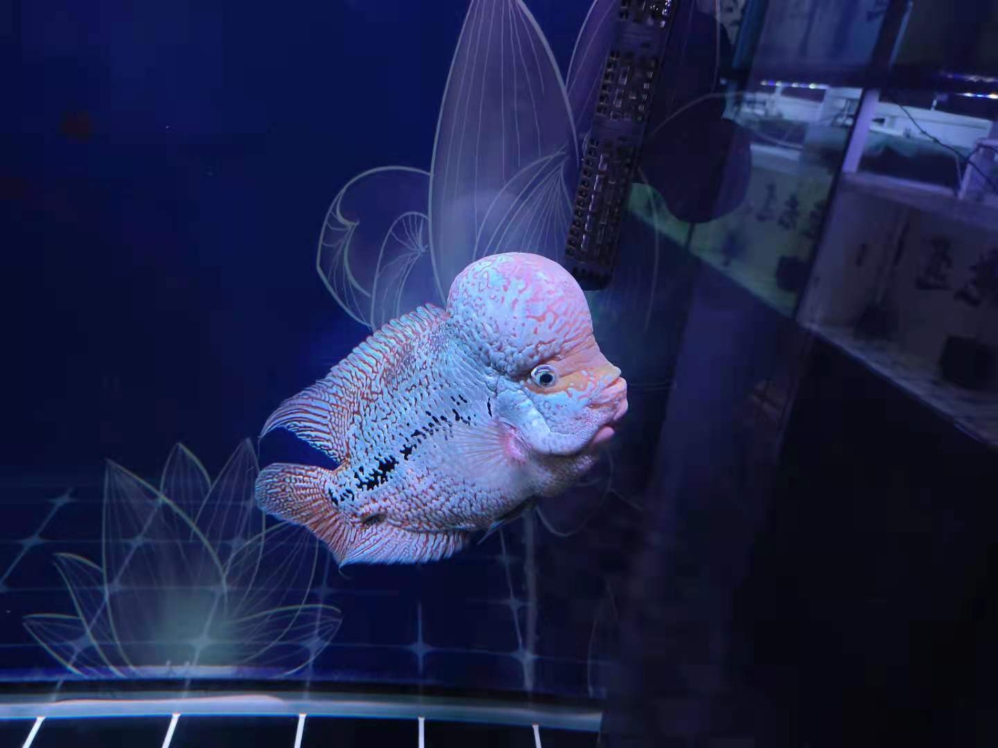 鱼的白点病会自愈吗(快速治疗观赏鱼的白点病)