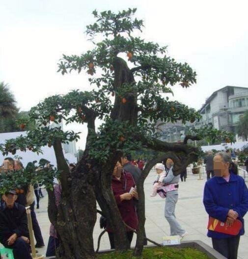 金弹子也能养在家，这样被外公养成盆景，全村人都跑着要来看！