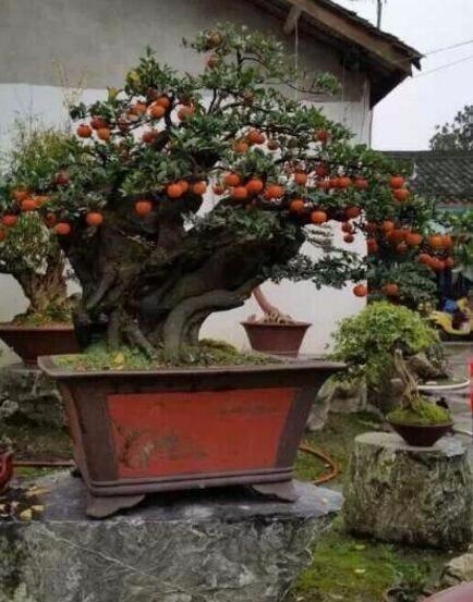 金弹子也能养在家，这样被外公养成盆景，全村人都跑着要来看！