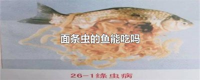 ​鱼类面条虫 鱼吃面包虫吗?