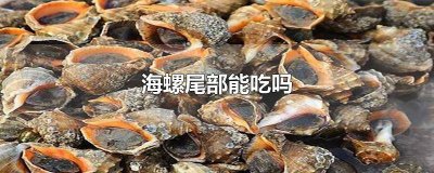 ​海螺的尾部能吃吗? 海螺的尾部能不能吃