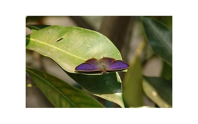 哪些菜能降胆固醇 十种蔬果帮你赶跑胆固醇 哪些菜能降胆固醇 十种蔬果帮你赶跑胆固醇