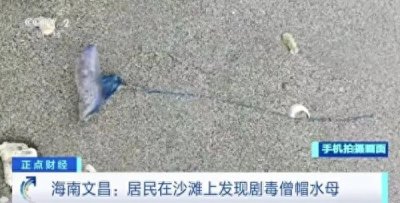 ​别碰！剧毒！海南这一沙滩出现僧帽水母！