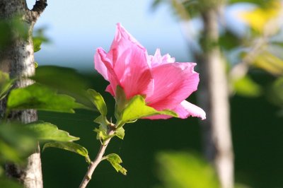 ​江苏南通：大暑将至 木槿花开娇艳