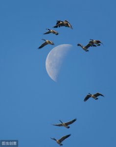 ​Po文 |《慌张仙人掌》作者：一只西飞雁