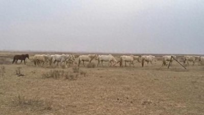​蒙古黄骠马，成吉思汗的坐骑，纯正蒙古马。