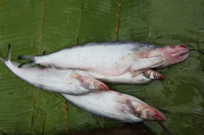 ​绝世美味——琅勃拉邦刀鱼（中华刀鲇）