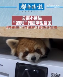 ​动物园回应小熊猫跑进高校