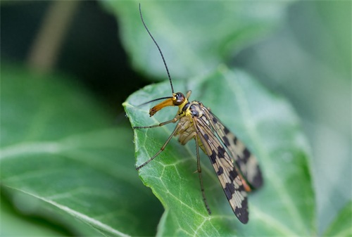 蝎蛉:会飞的蝎子?