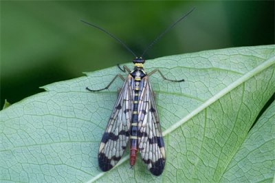 ​蝎蛉：会飞的蝎子？