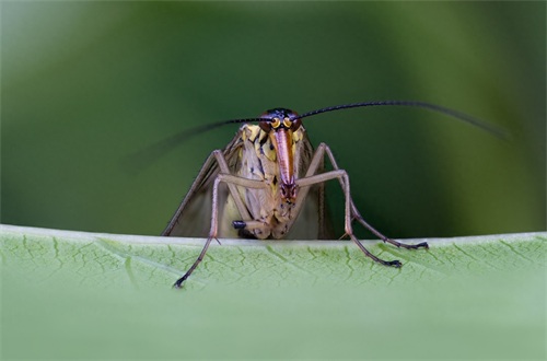 蝎蛉:会飞的蝎子?