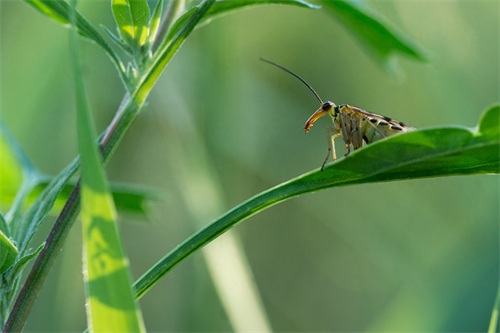蝎蛉:会飞的蝎子?