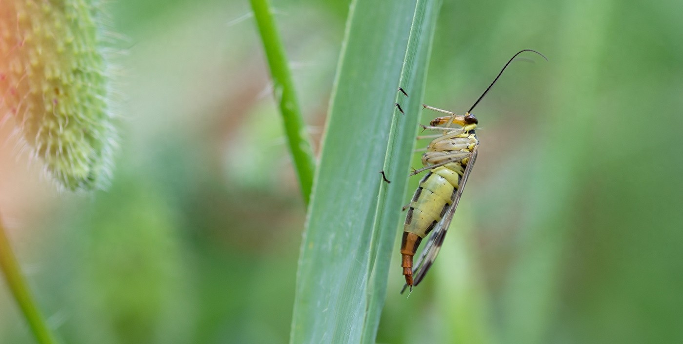 蝎蛉:会飞的蝎子?
