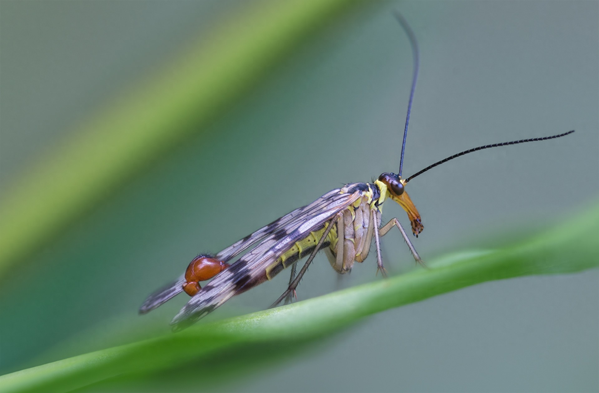 蝎蛉:会飞的蝎子?