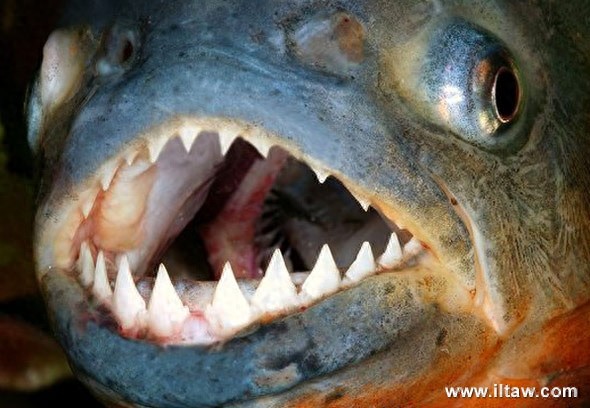 动物世界-红腹食人鱼