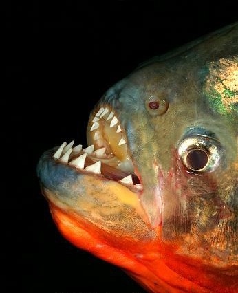 动物世界-红腹食人鱼