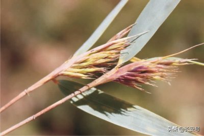 ​「秦岭百科 · 植物」龙头箭竹