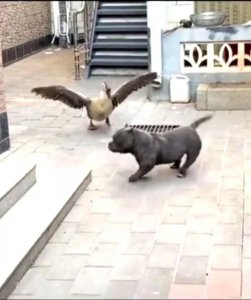 ​农村驱蛇的方法